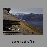 gathering of Puffins